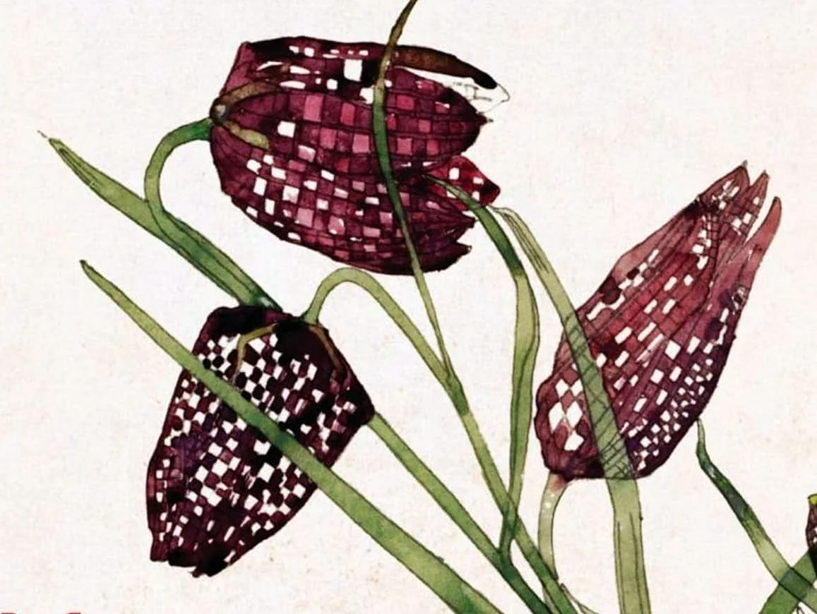 Rennie Mackintosh Fritillaria Wallpaper