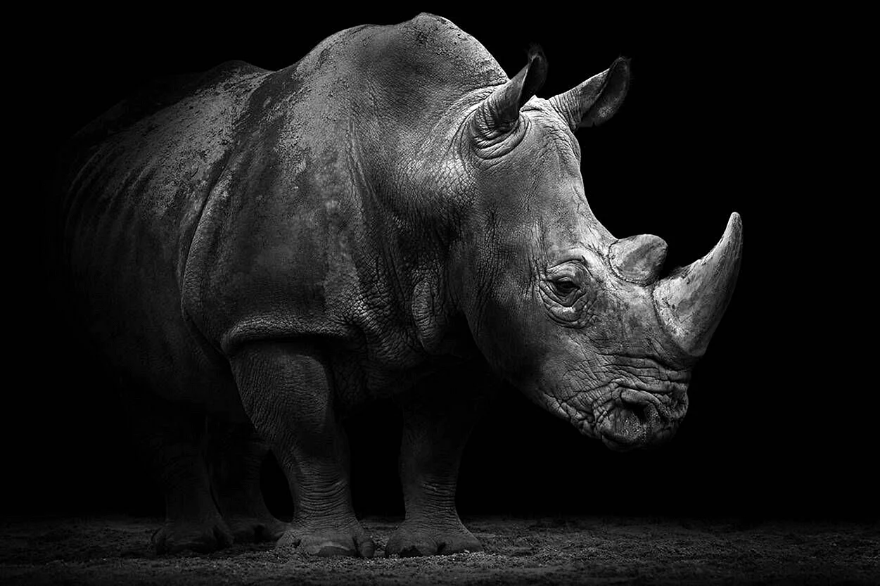Rhino Wallpaper