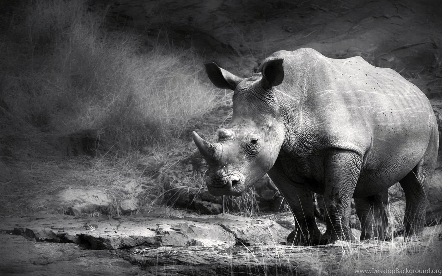 Rhino Black And White Wallpaper