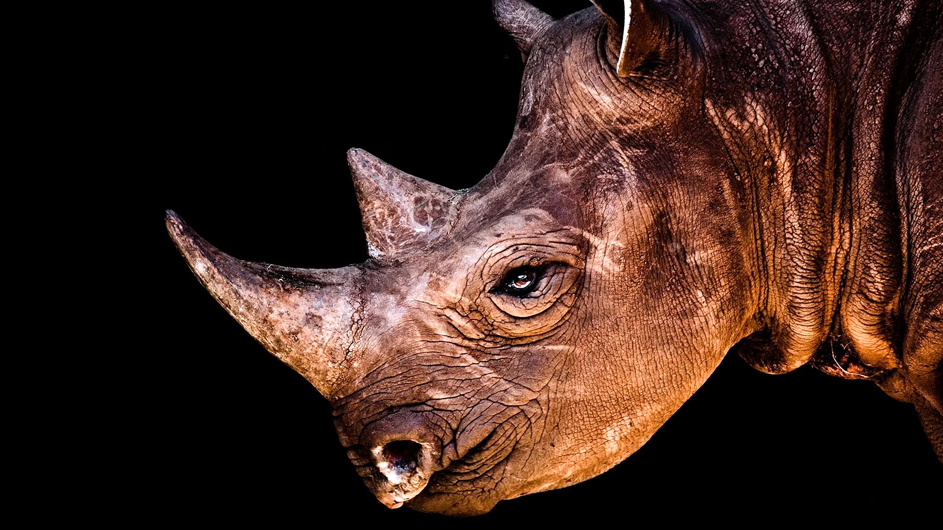Rhinos Wallpaper