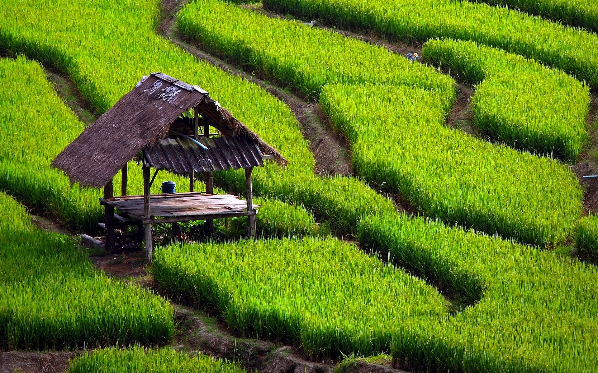 Rice Paddy Wallpaper