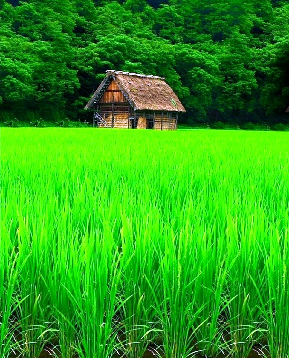 Rice Paddy Green Wallpaper For iPhone