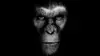 Rise of the Planet of the Apes 2011 Wallpaper