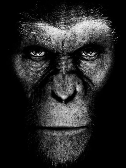 Rise of the Planet of the Apes 2011 Wallpaper