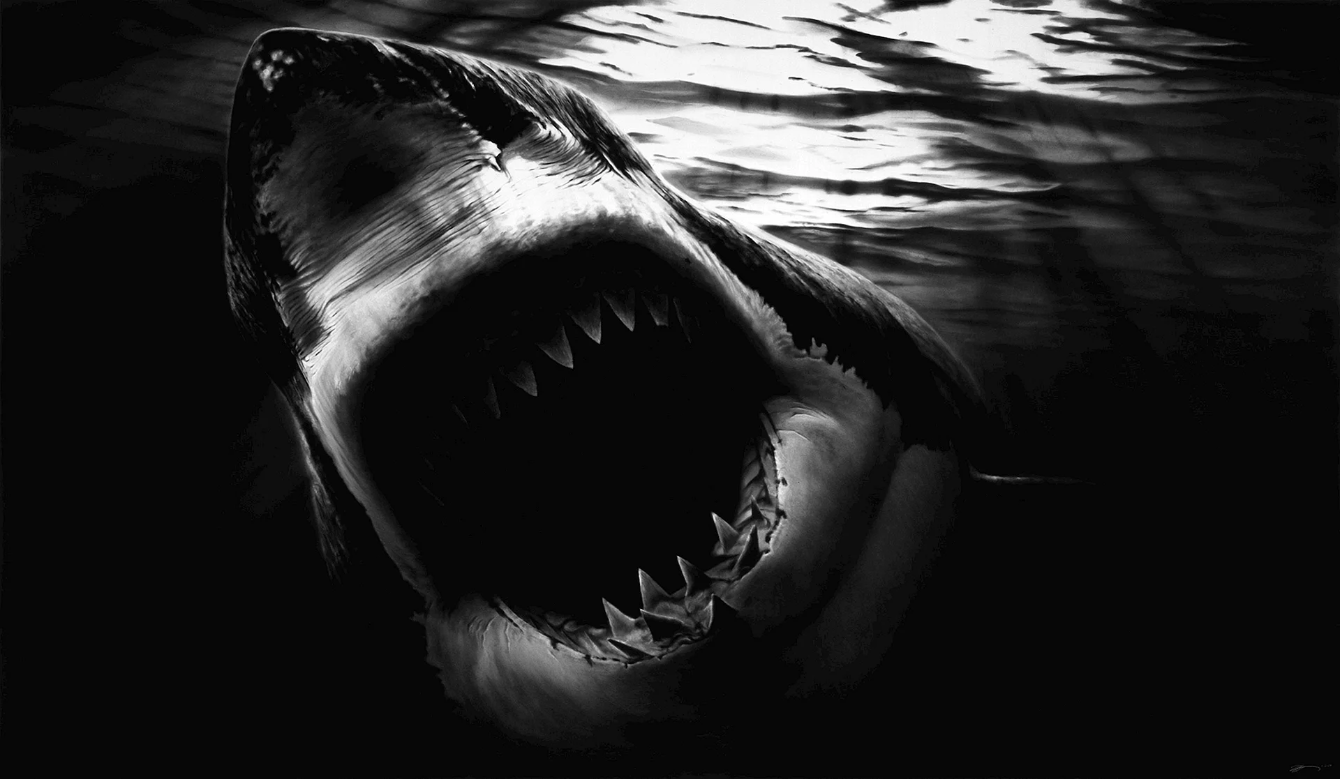 Robert Longo Shark Wallpaper