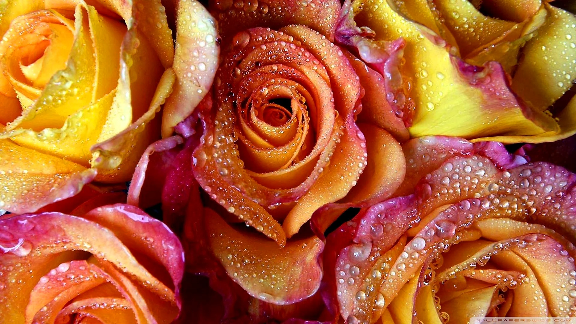Rose Wallpaper