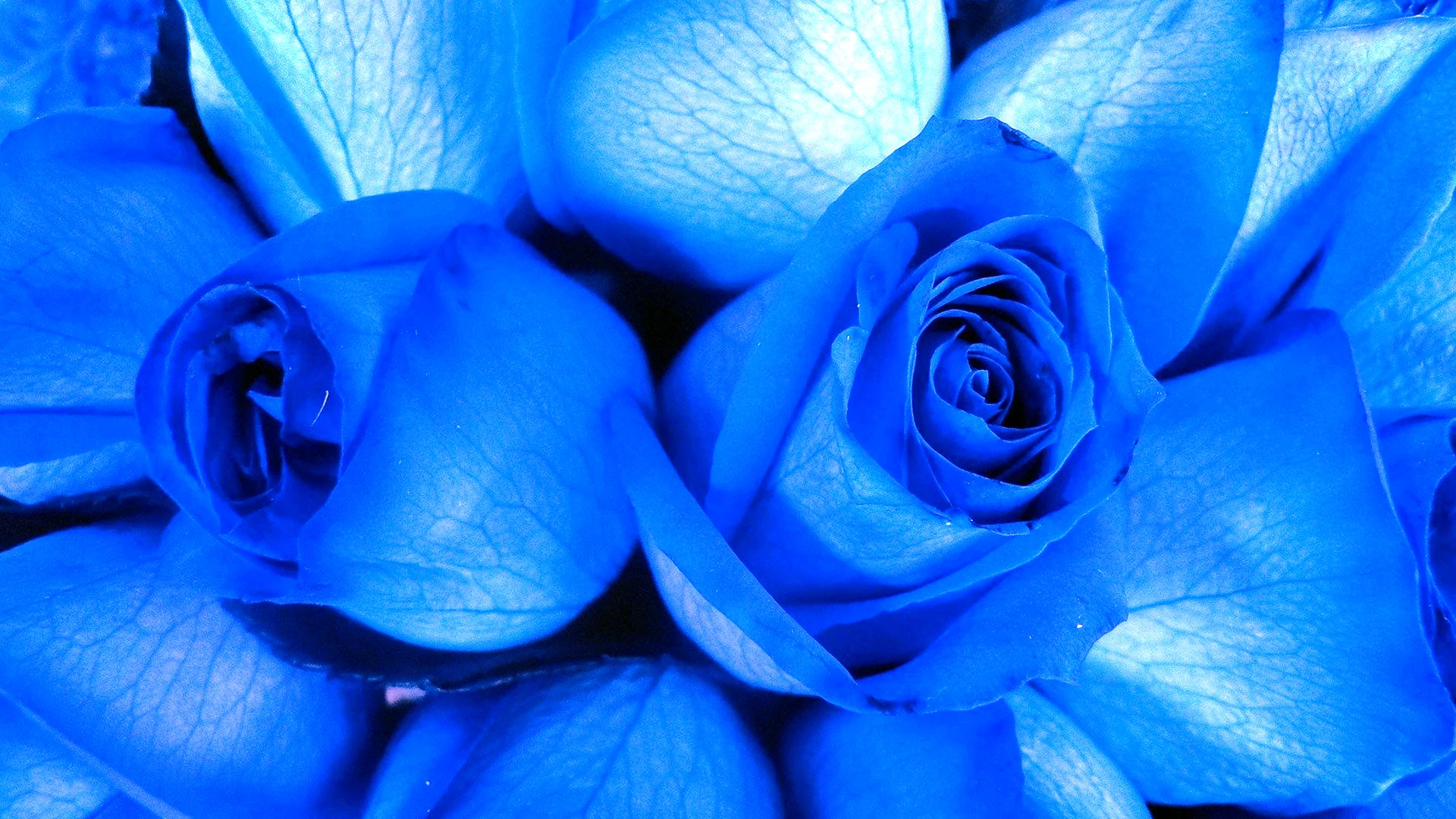 Rose Bleu Wallpaper