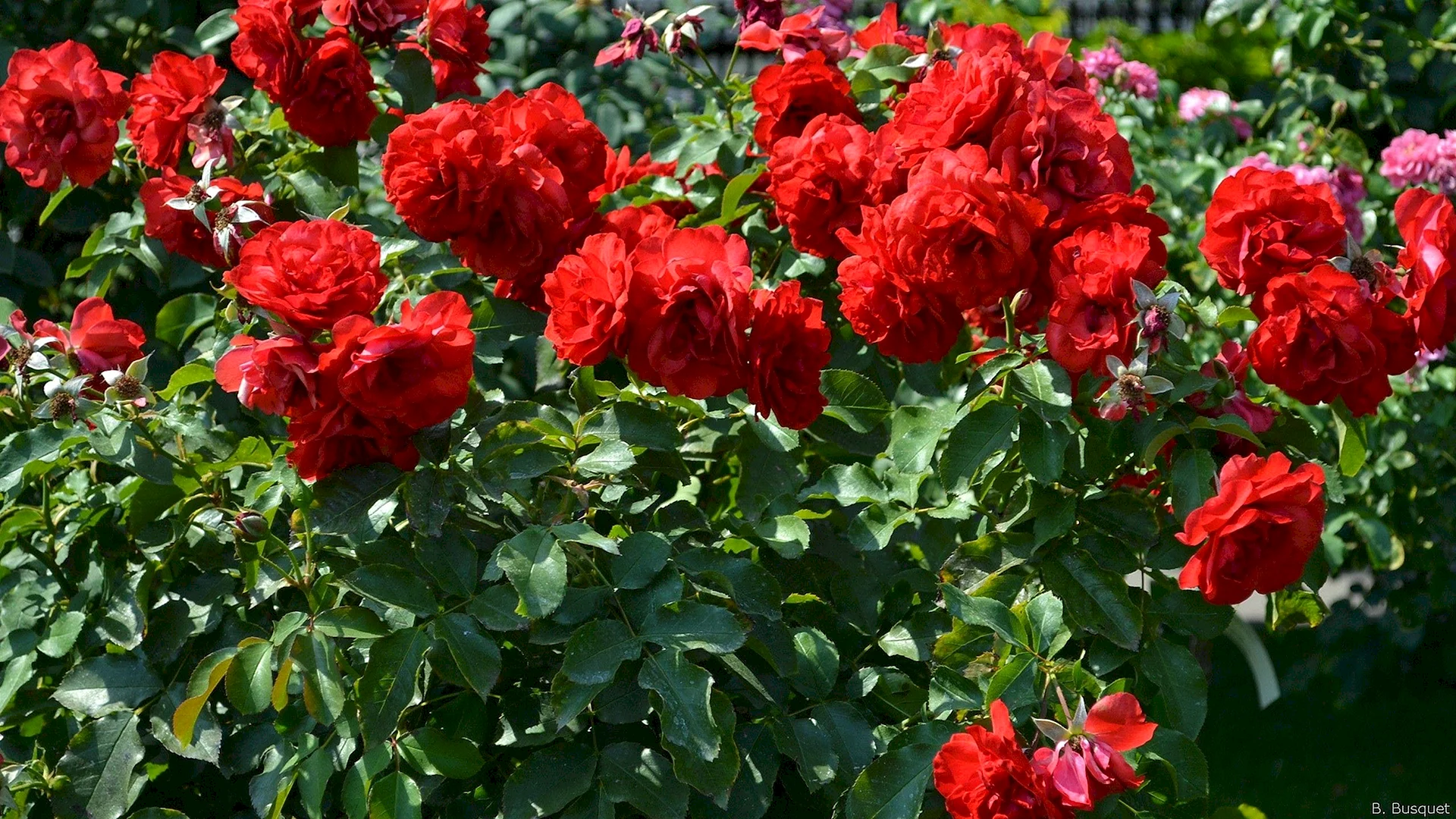 Rose Bush 萆 Wallpaper