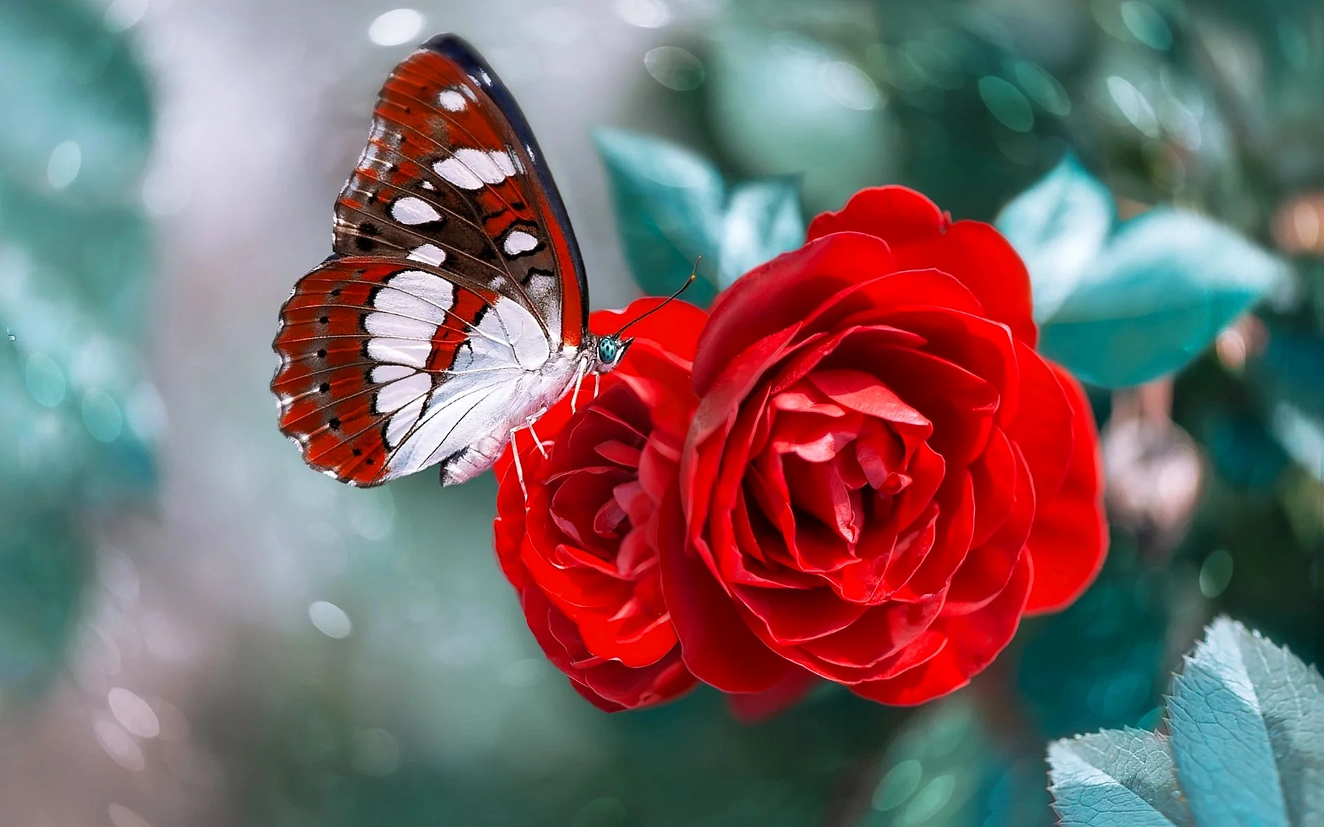 Rose Butterfly Wallpaper