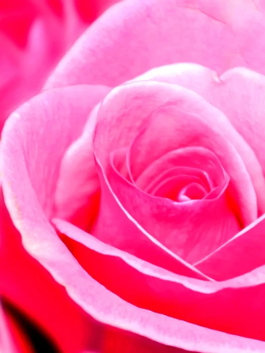 Rose Color Wallpaper