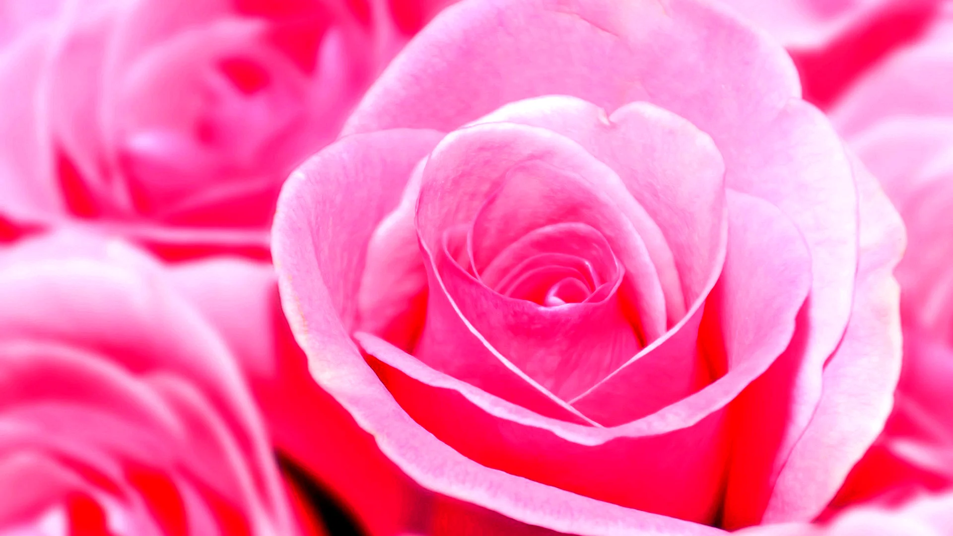 Rose Color Wallpaper