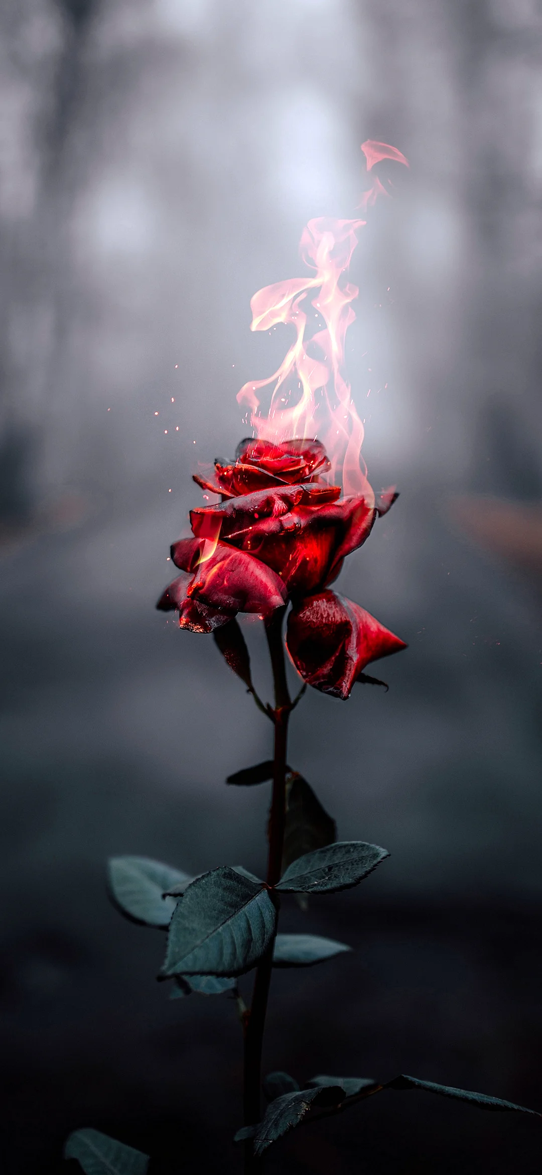 Rose Fire Wallpaper for iPhone 12 mini