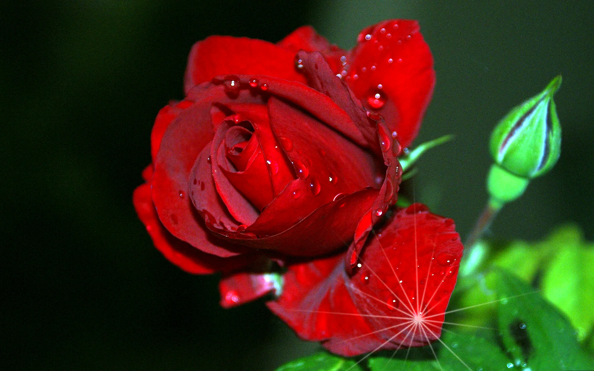 Rose Flower Wallpaper