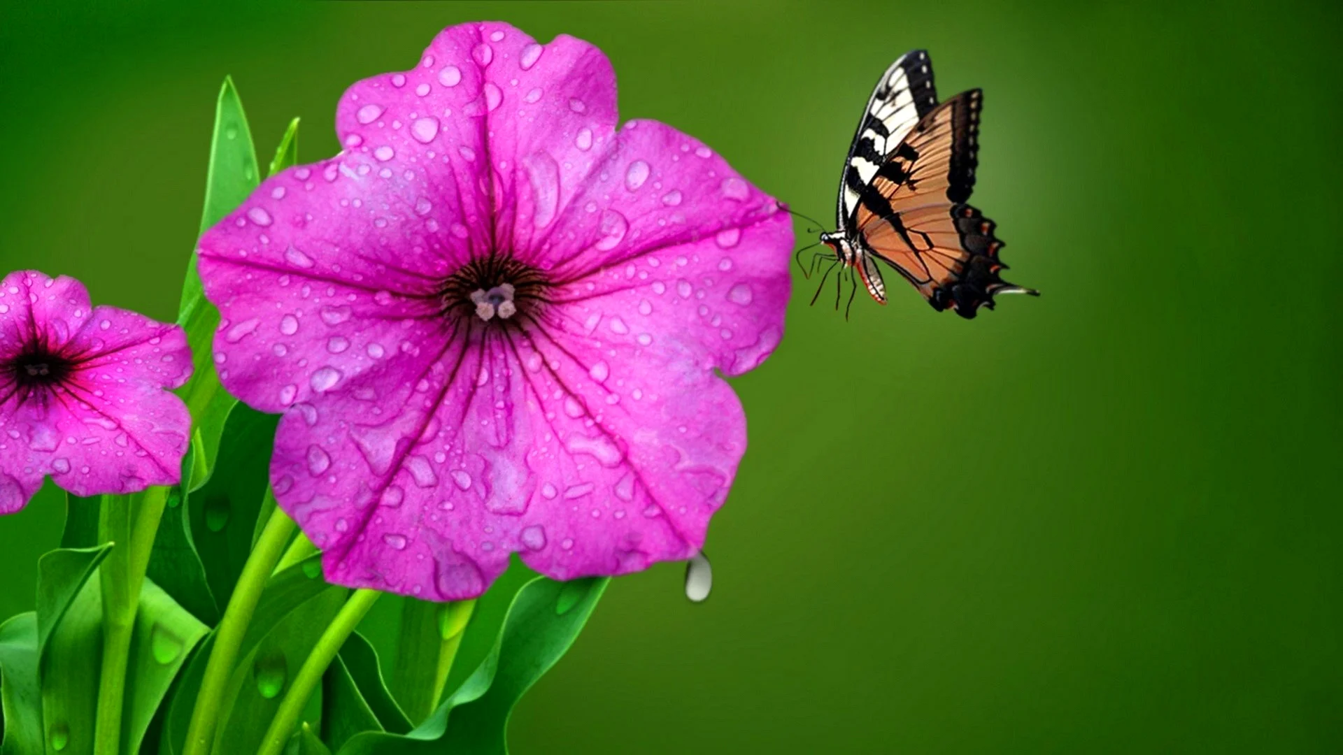 Rose Flower Butterfly Wallpaper