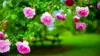 Rose Flower Garden Wallpaper