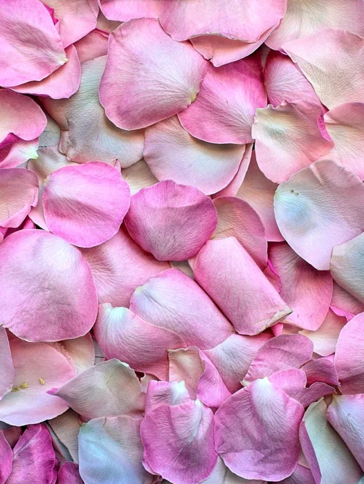 Rose Flower Petals Wallpaper