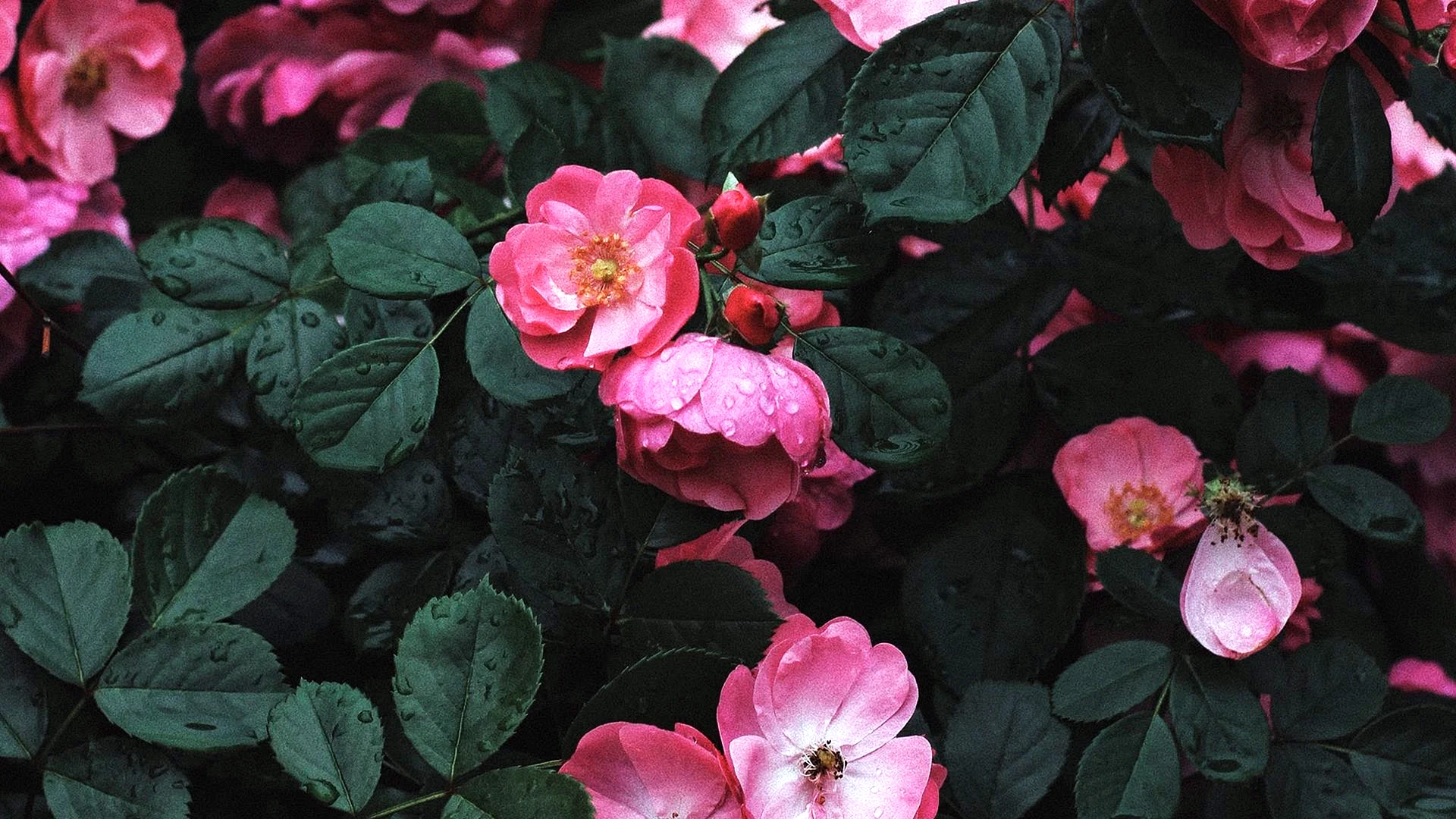 Rose Green Aesthetic Wallpaper
