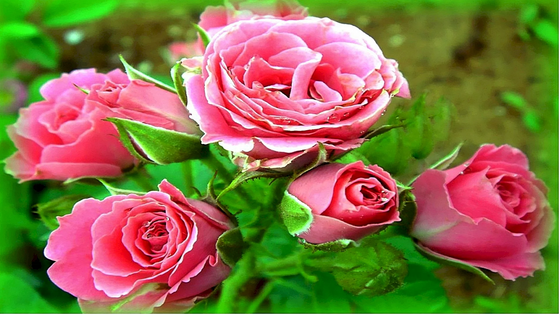 Rose Gulab Flower Wallpaper