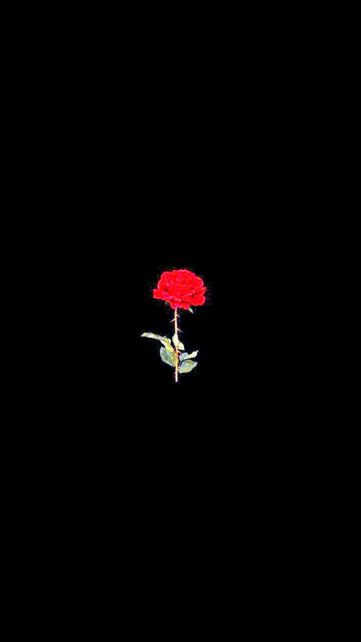 Rose In Dark Wallpaper For iPhone