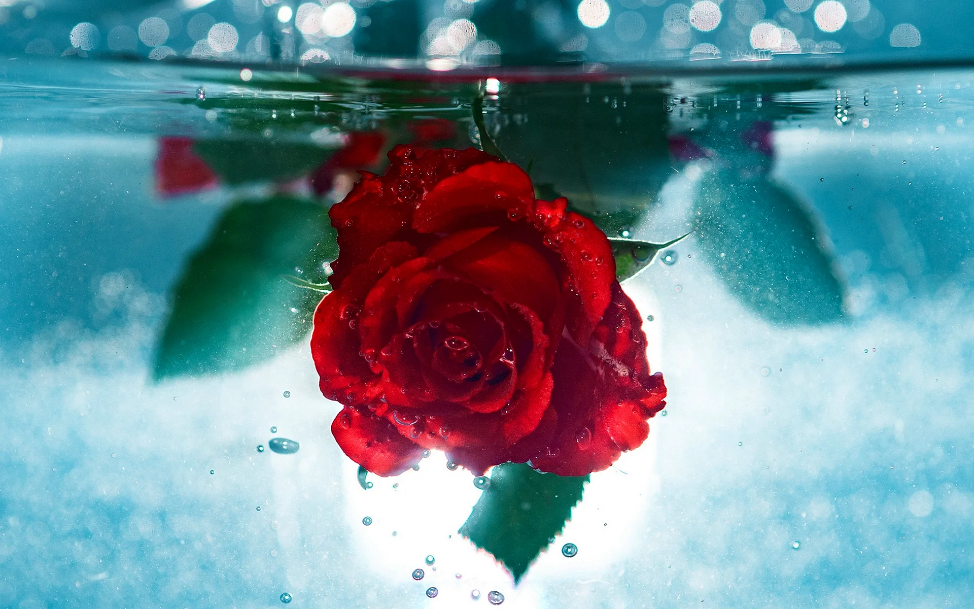 Rose On Water Wallpaper