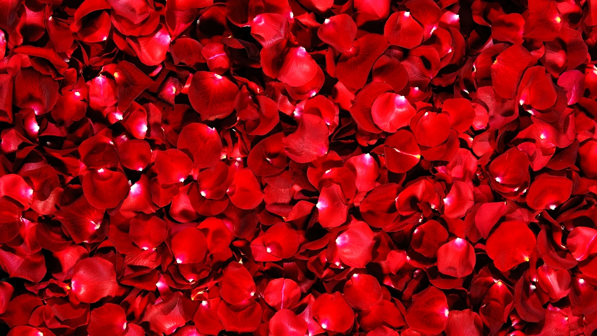 Rose Petals Wallpaper