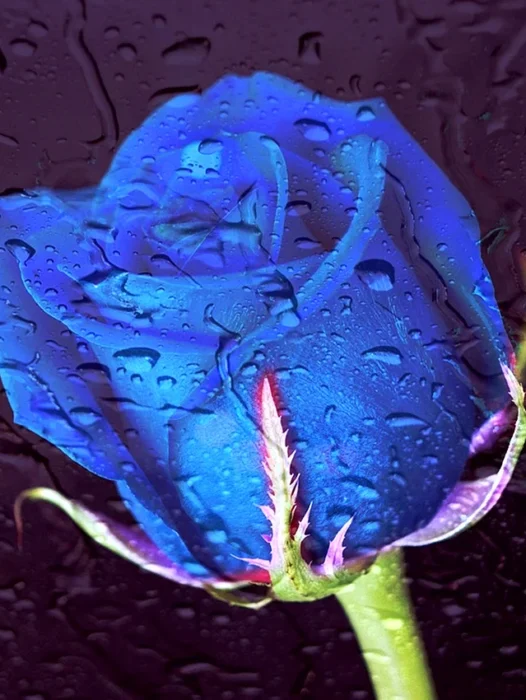 Rose Rain Wallpaper