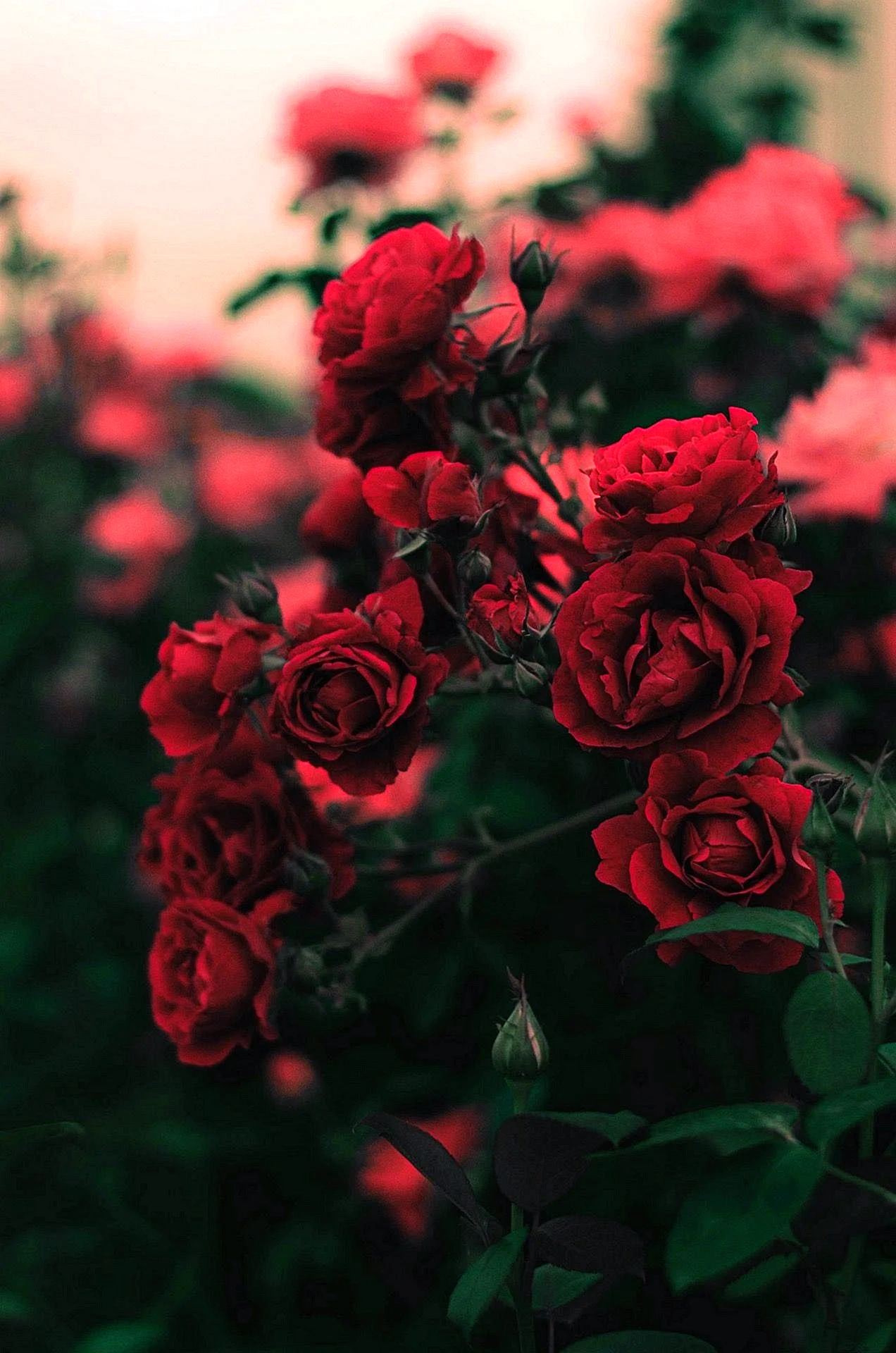 Rose Red iPhone Wallpaper For iPhone