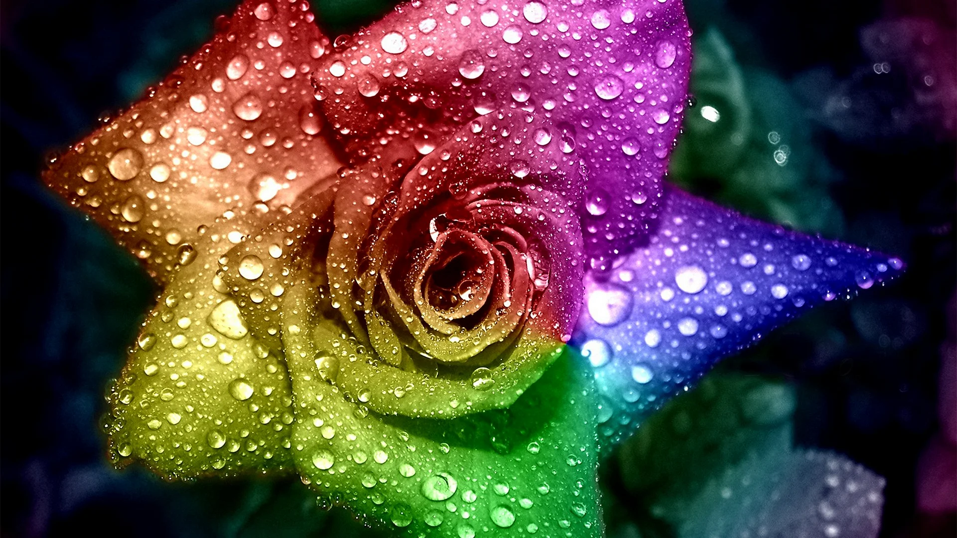 Rose With Water Wallpaper