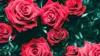 Roses Wallpaper For iPhone