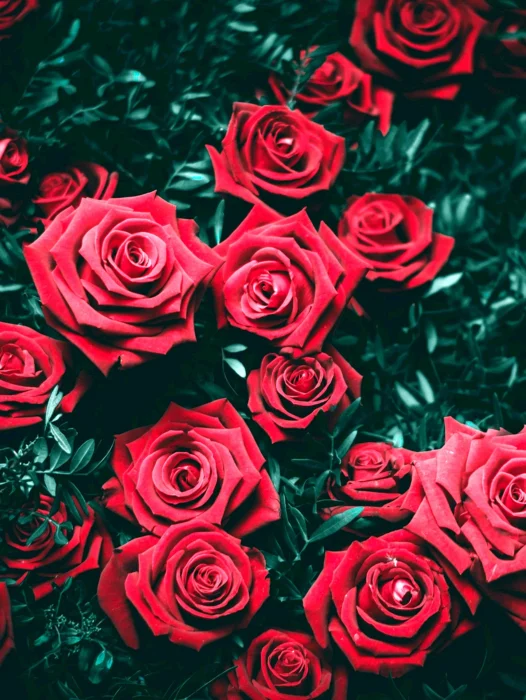 Roses Wallpaper For iPhone