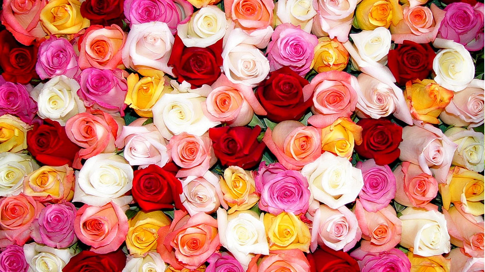 Roses Wallpaper