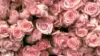 Roses Wallpaper