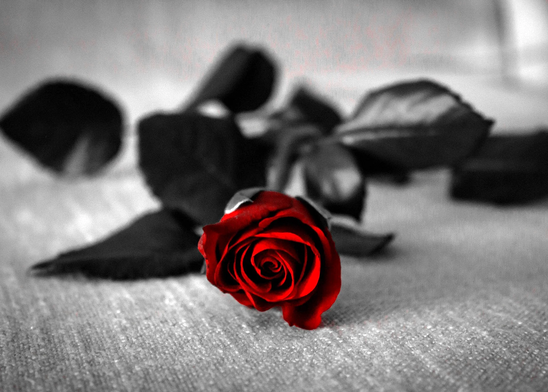 Roses Black Red Wallpaper