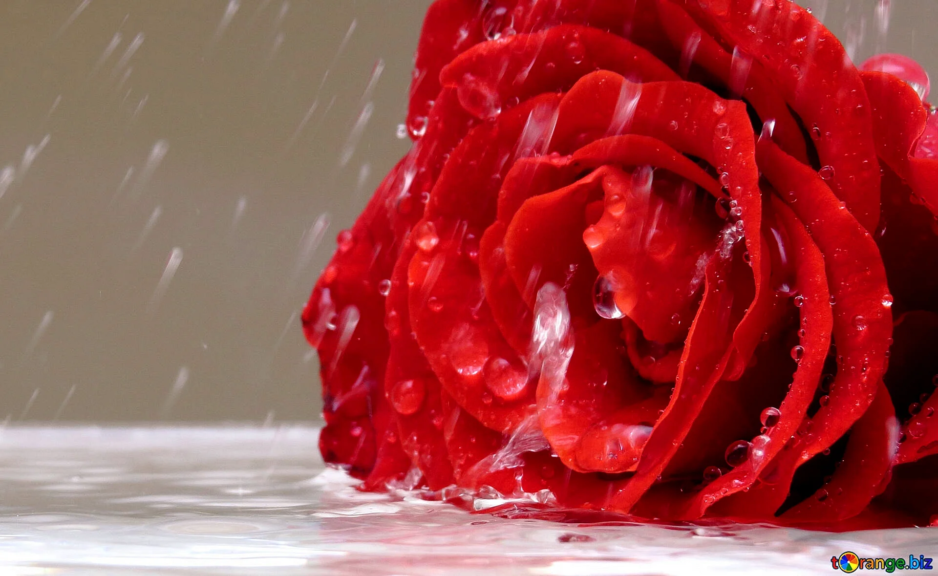 Roses In The Rain Wallpaper