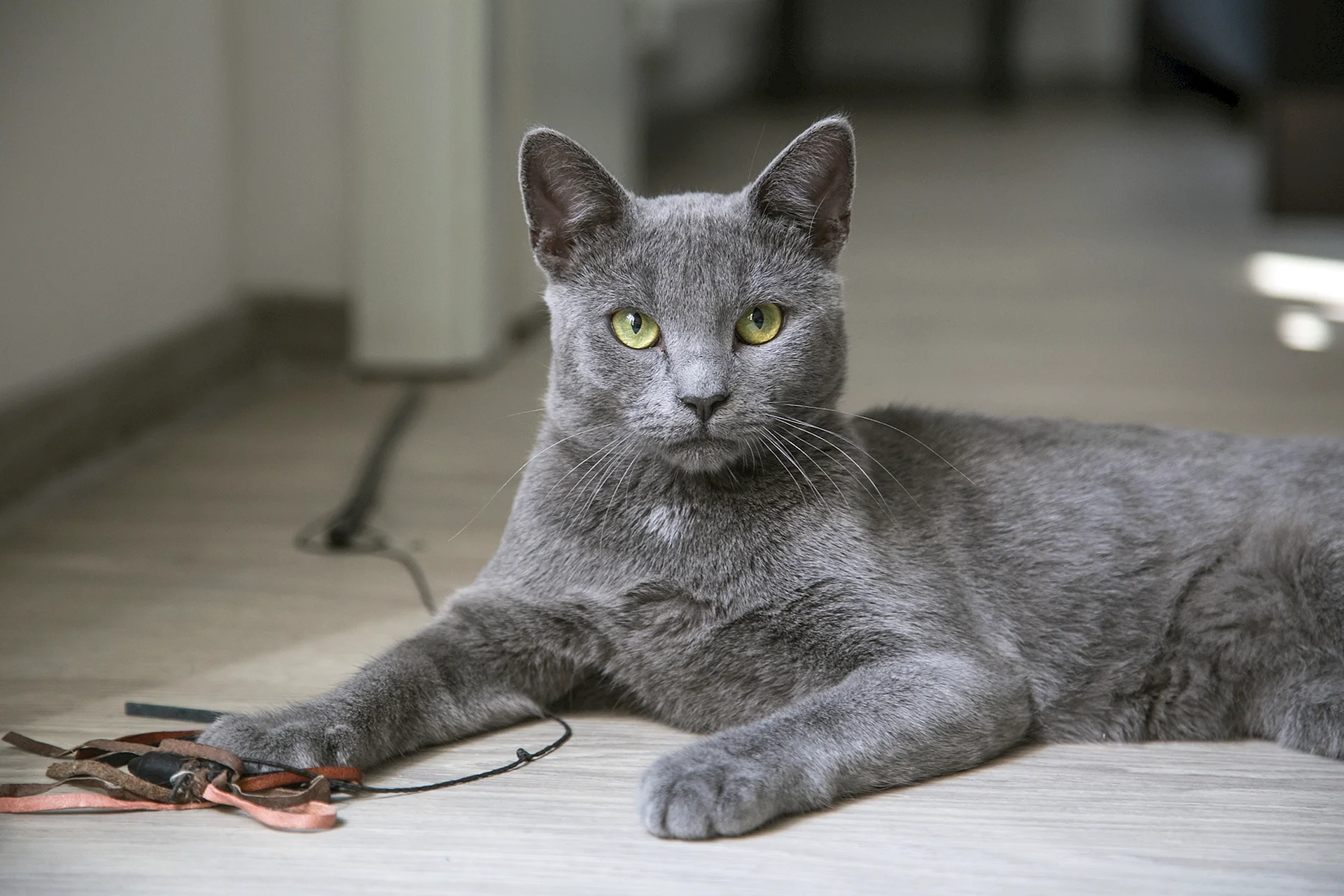 Russian Blue Cat Wallpaper