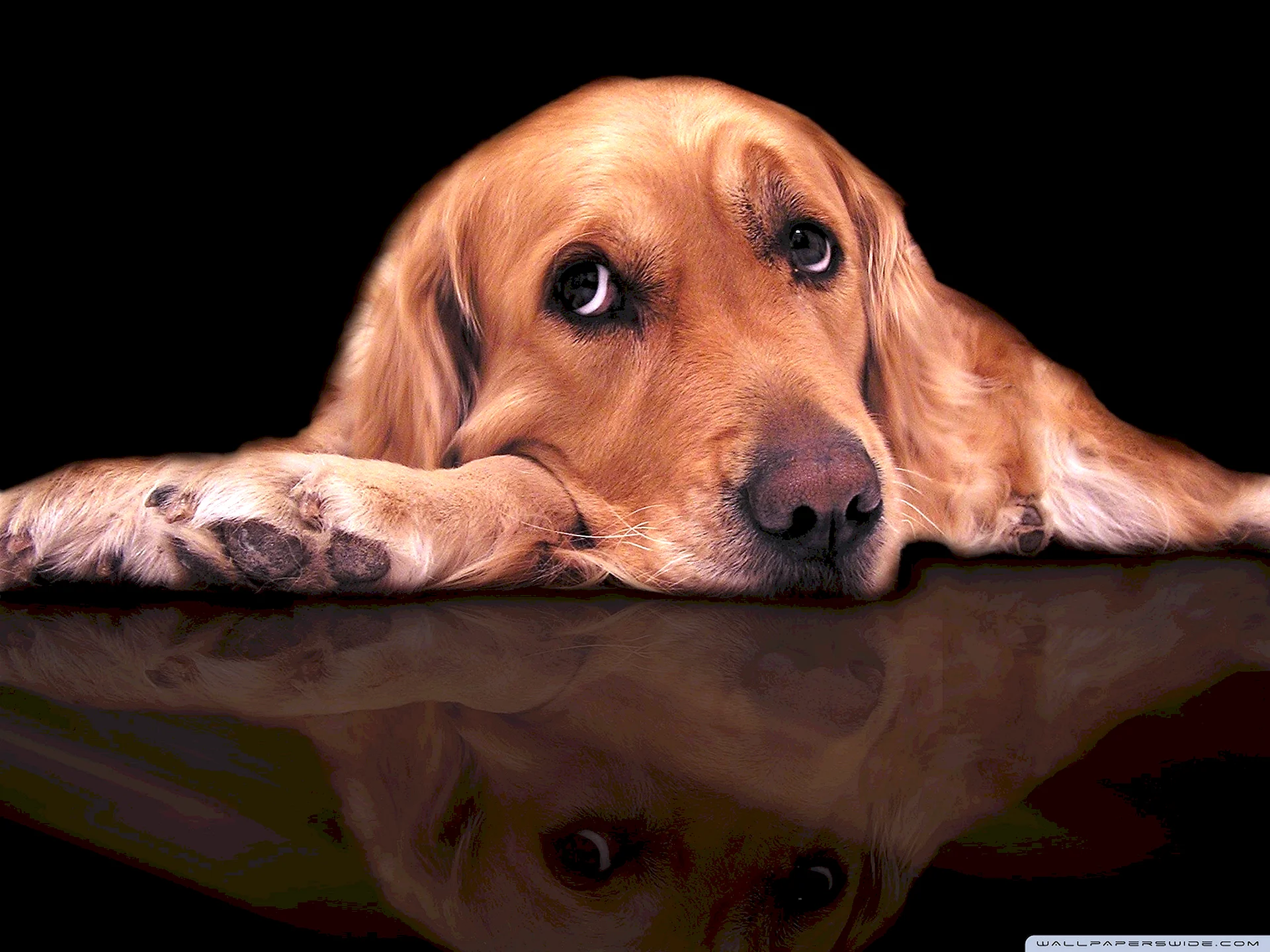 Sad Dog Wallpaper