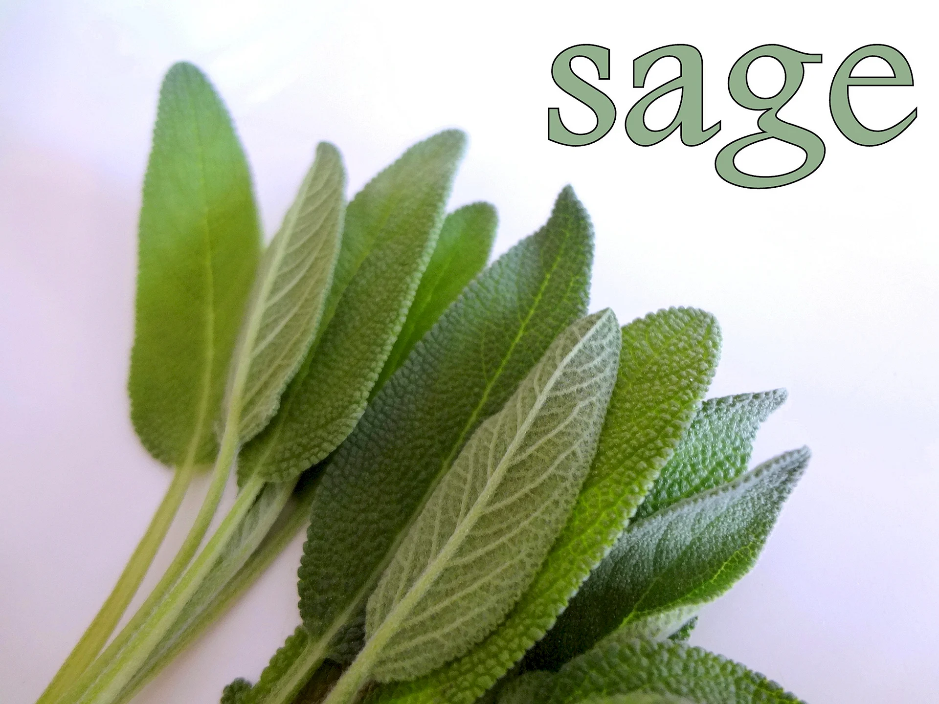 Sage Wallpaper