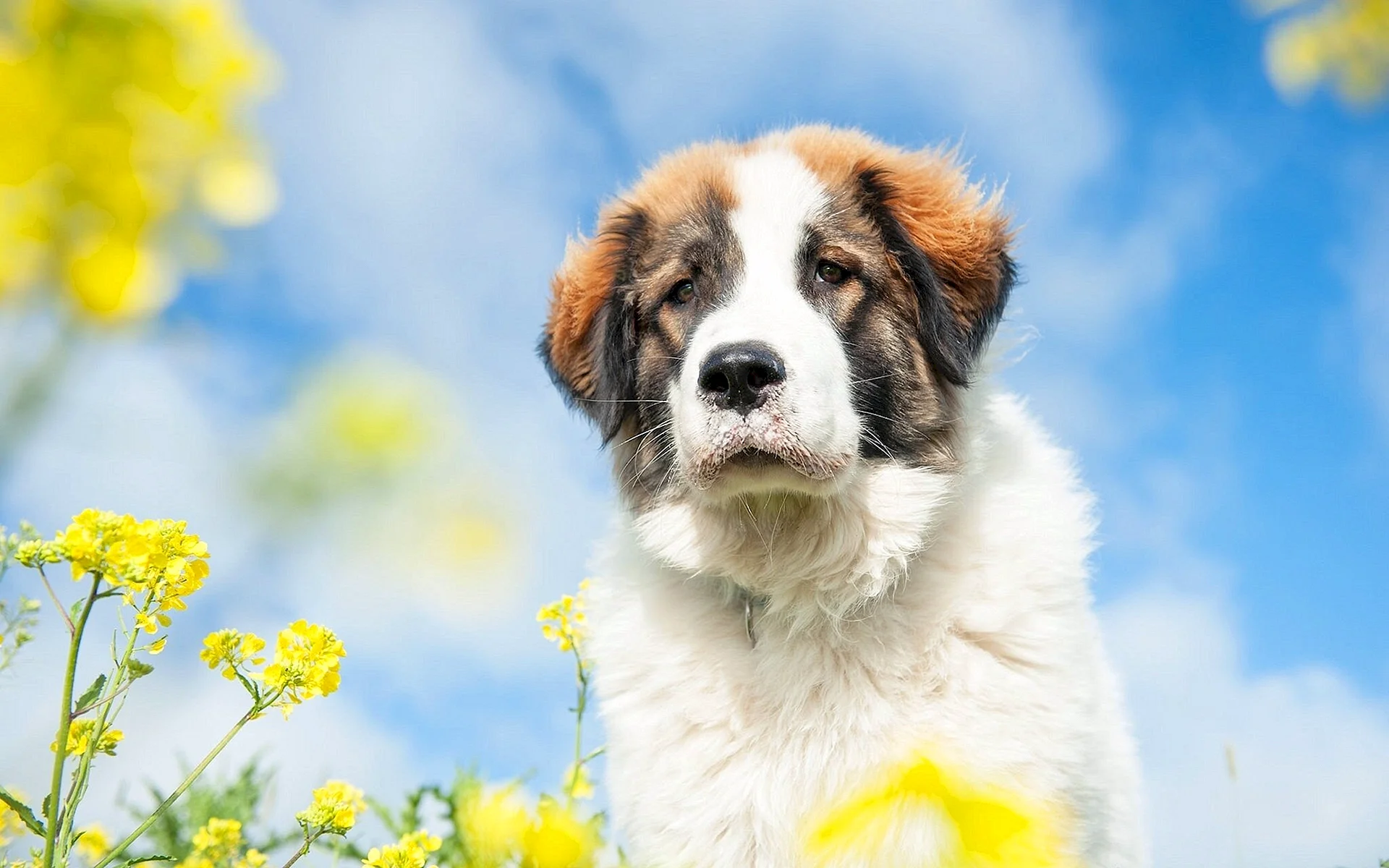Saint Bernard Puppy 4K HD Wallpaper