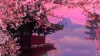 Sakura Beat Wallpaper