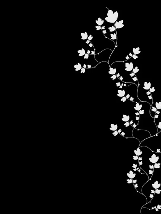 Sakura Flower Black Wallpaper