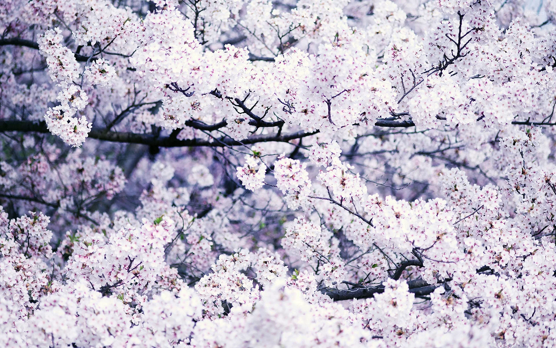 Sakura Wallpaper Wallpaper