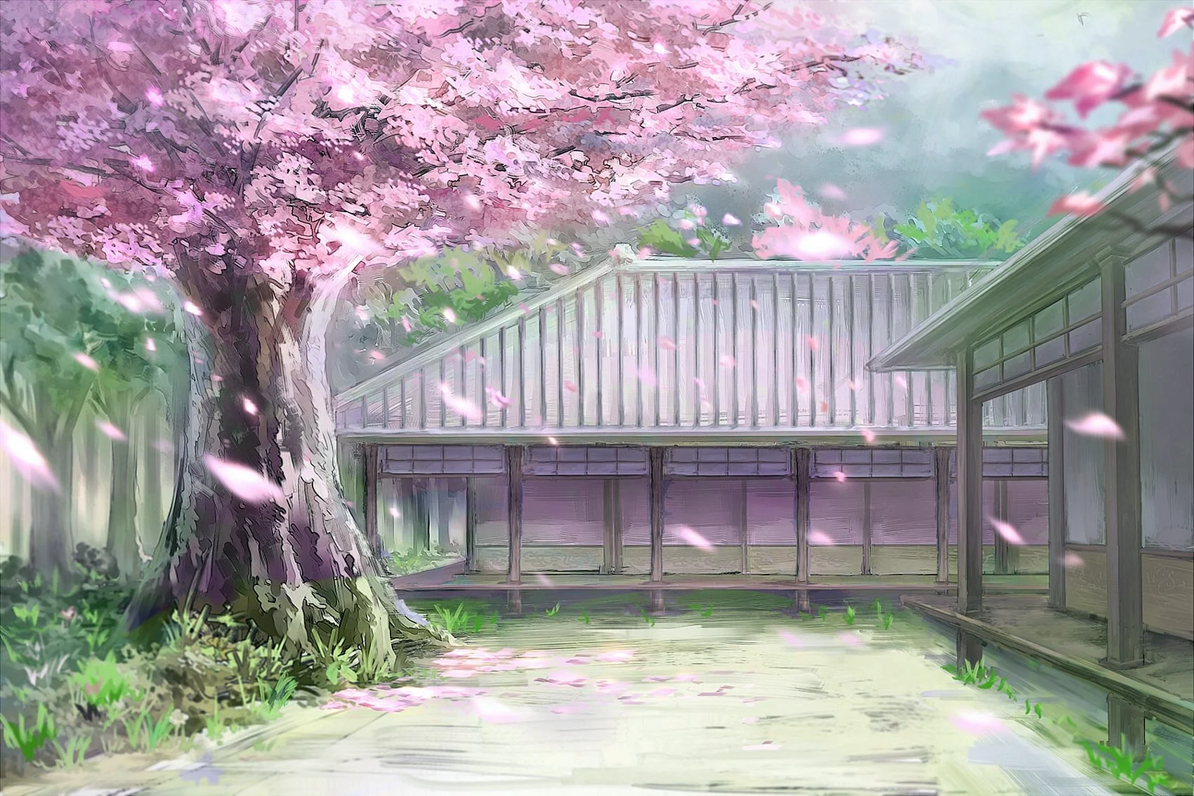 Sakura Anime Wallpaper