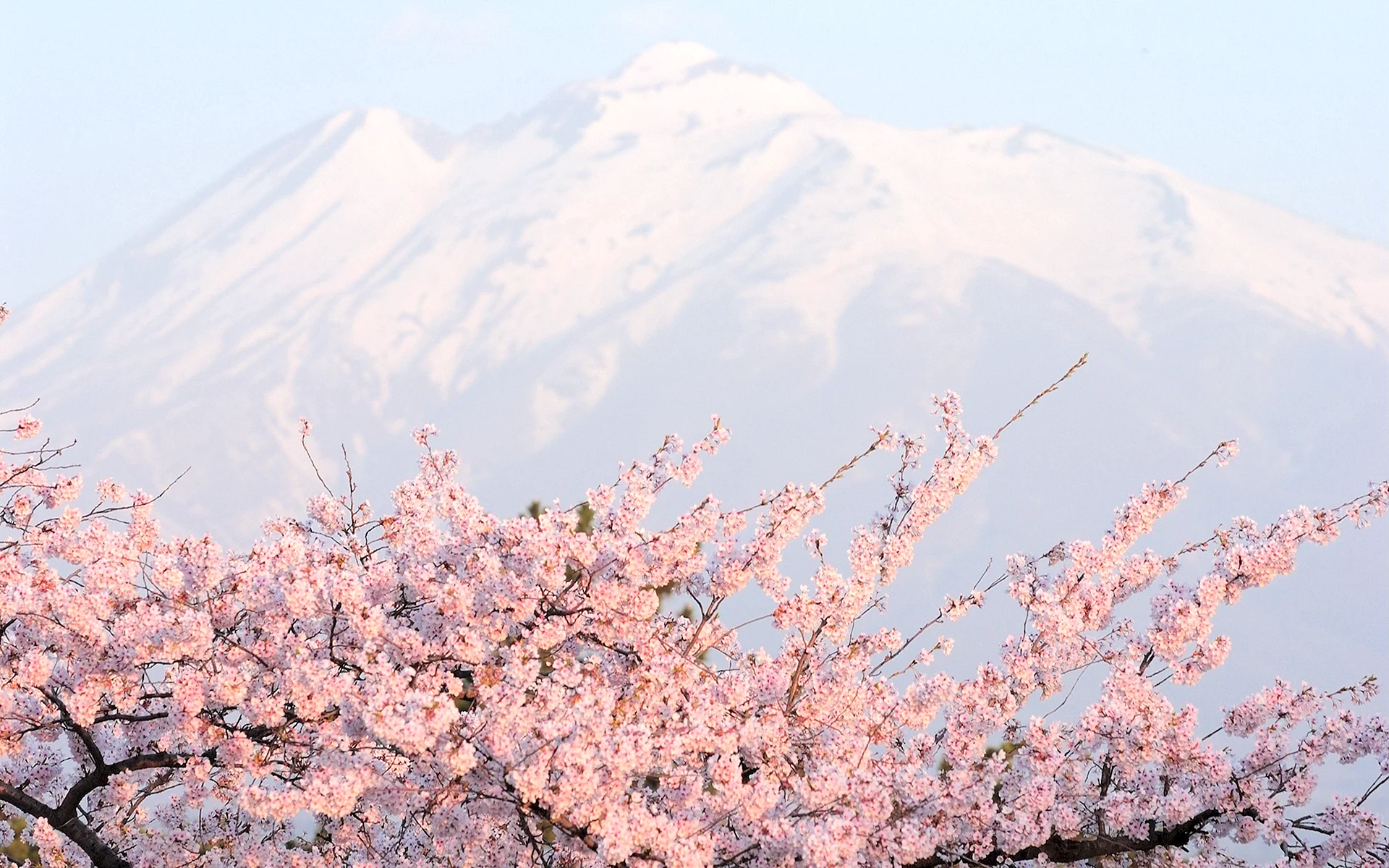 Sakura Japan Wallpaper