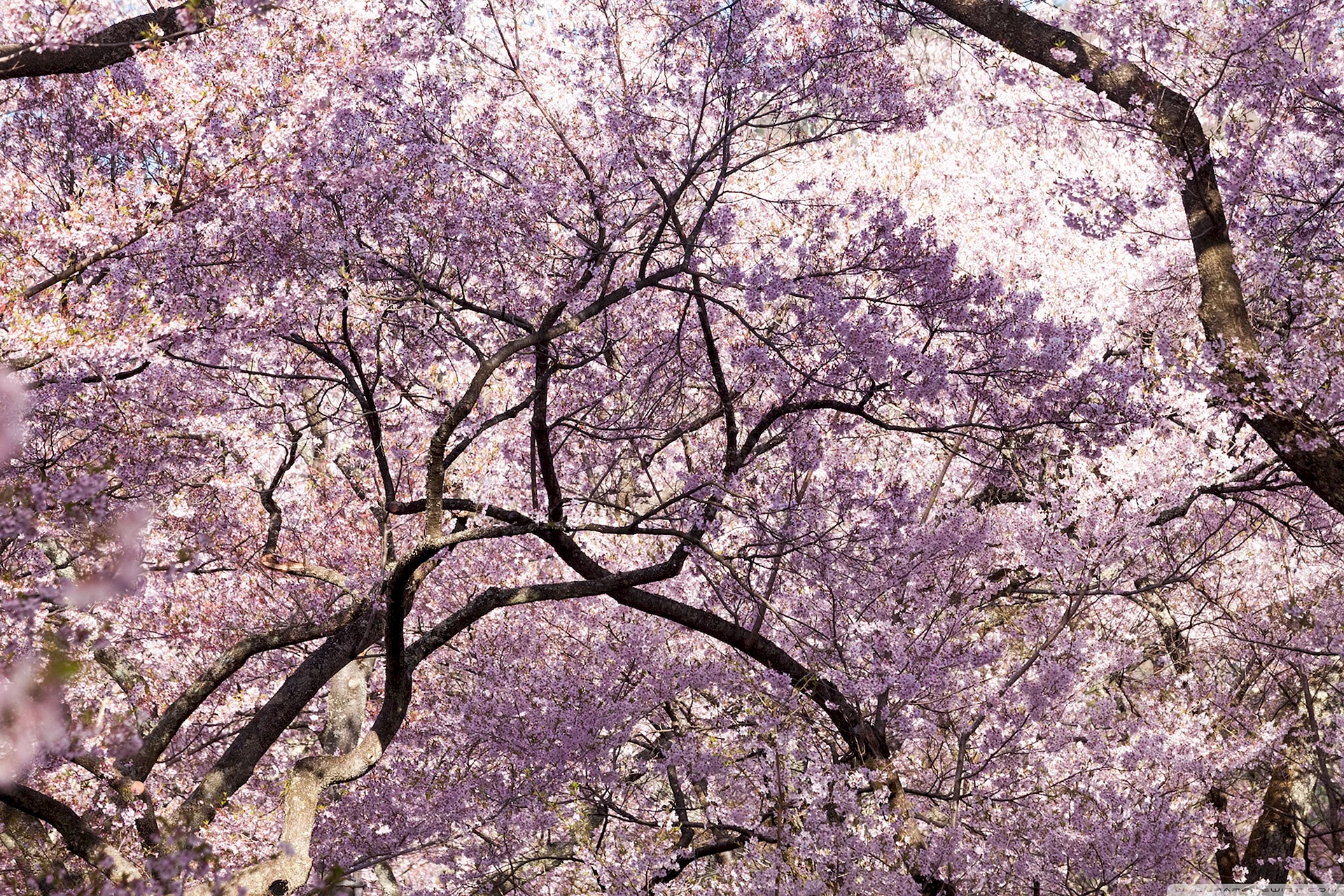 Sakura Tree Wallpaper