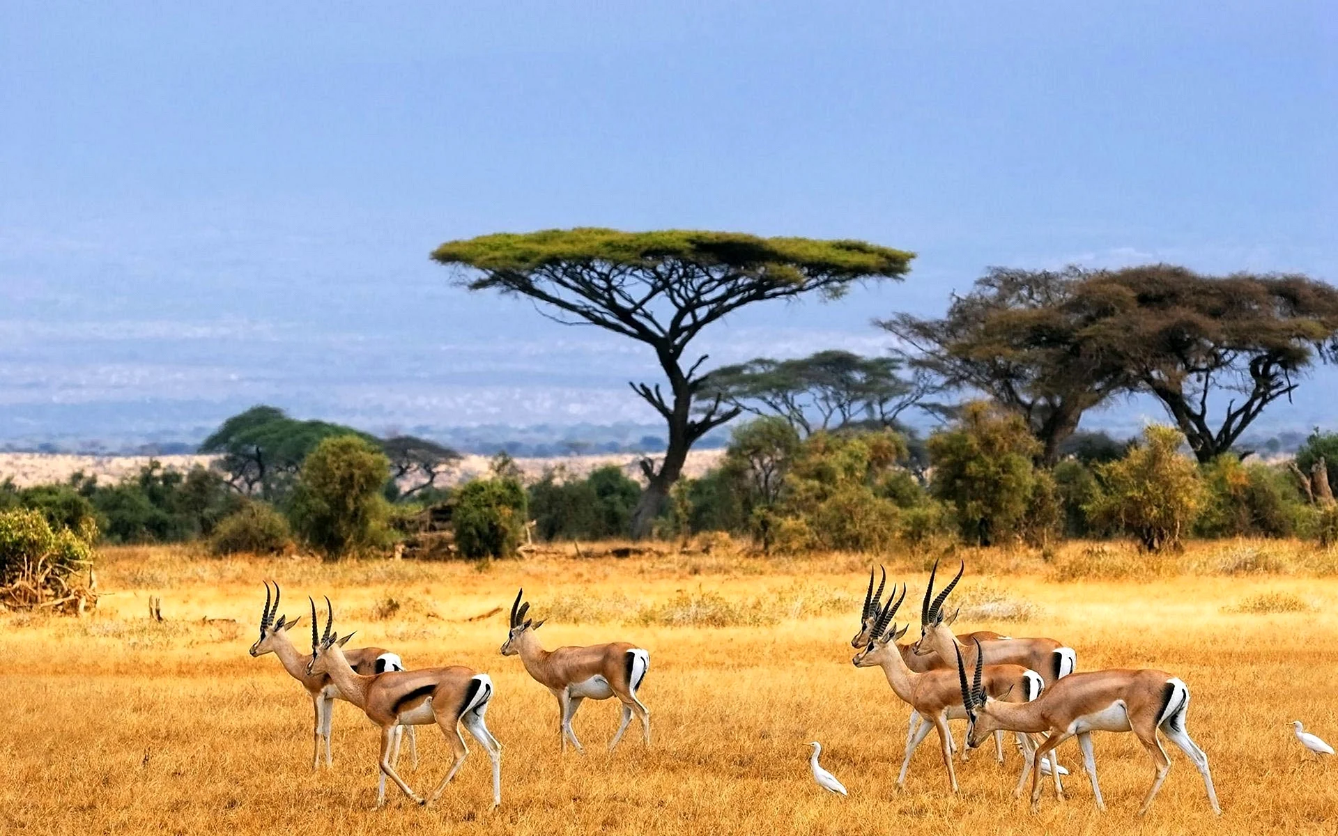 Samburu National Reserve Wallpaper