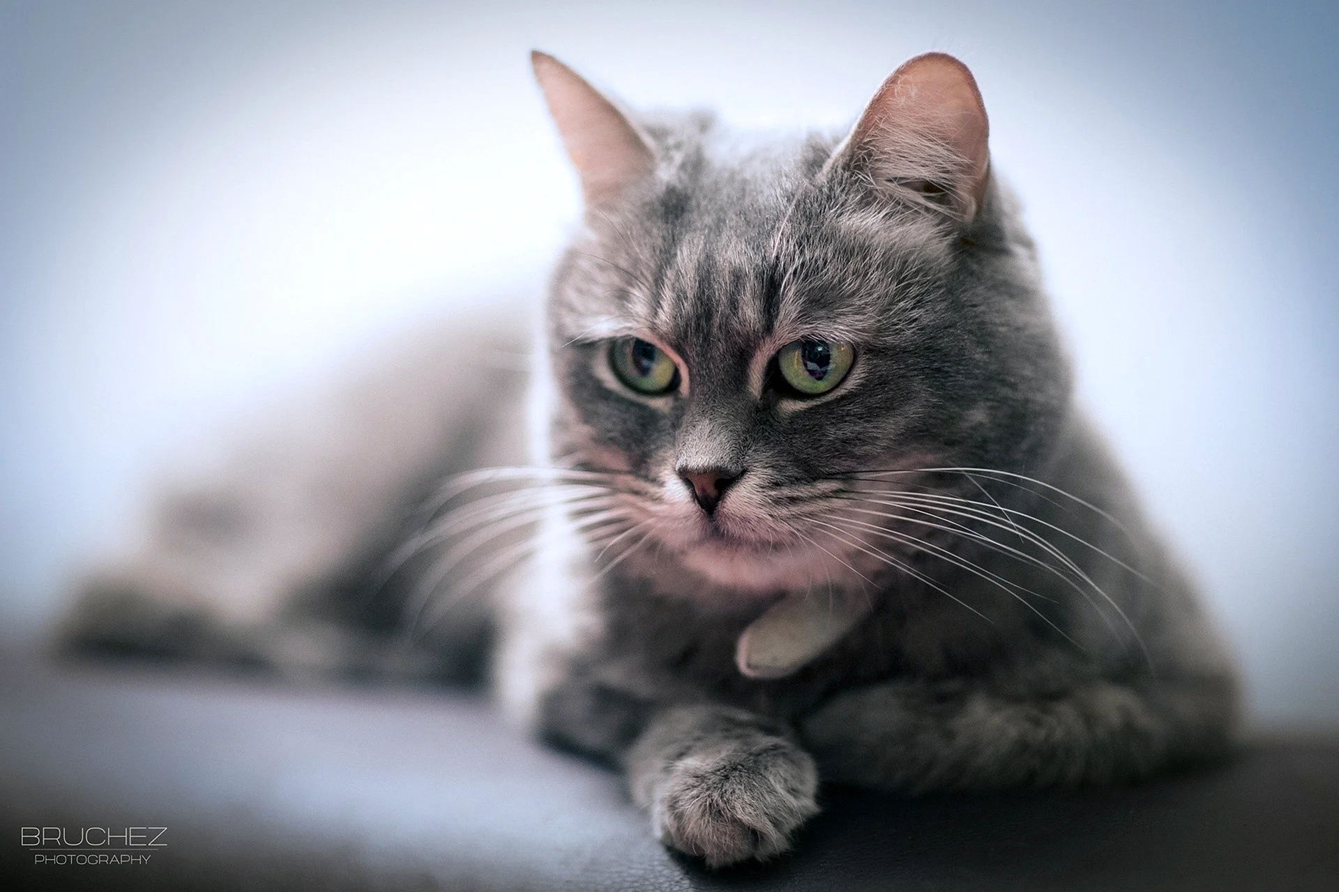 Satanis Cat Wallpaper