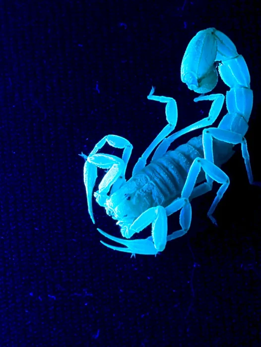 Scorpion 3D Wallpaper