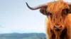 Scottish Highland Cattle Wallpaper