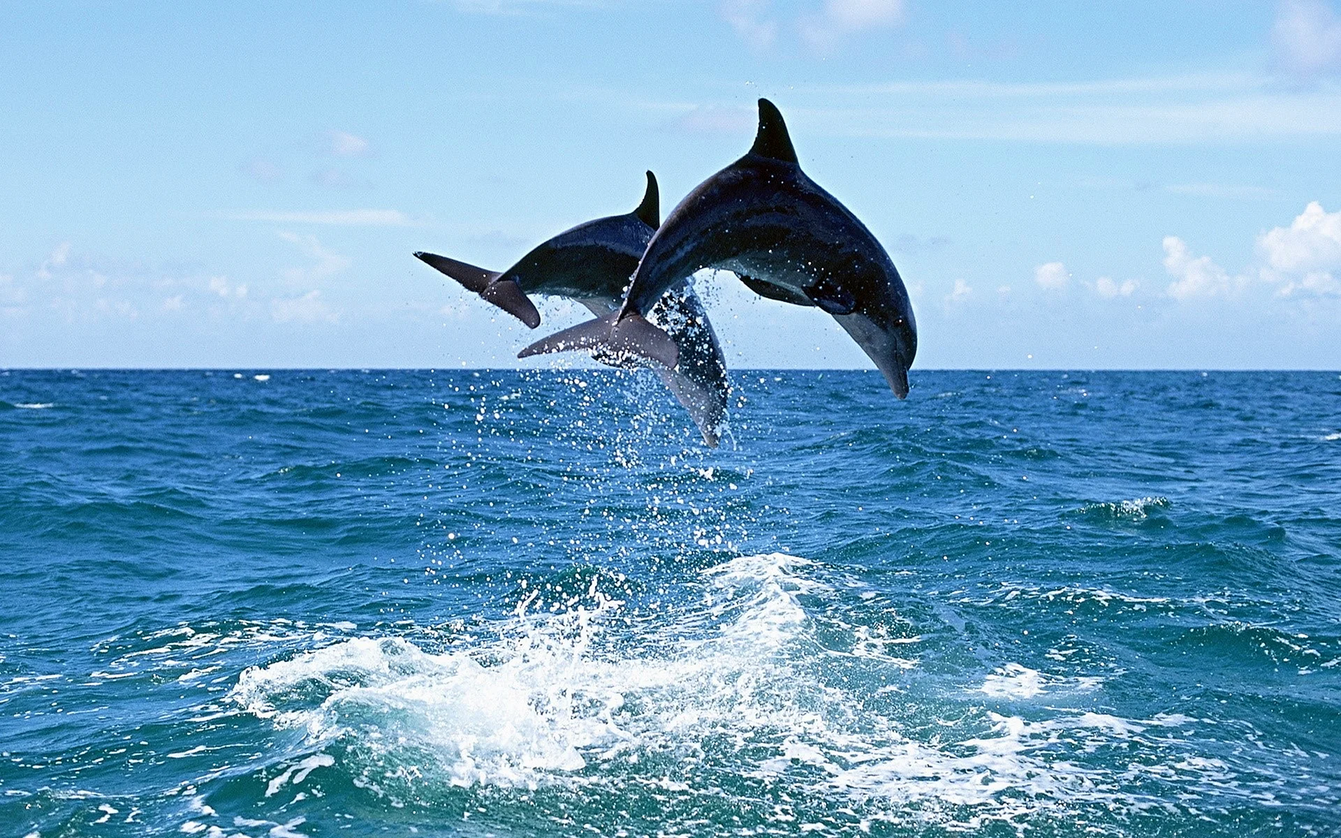 Sea Dolphin Wallpaper
