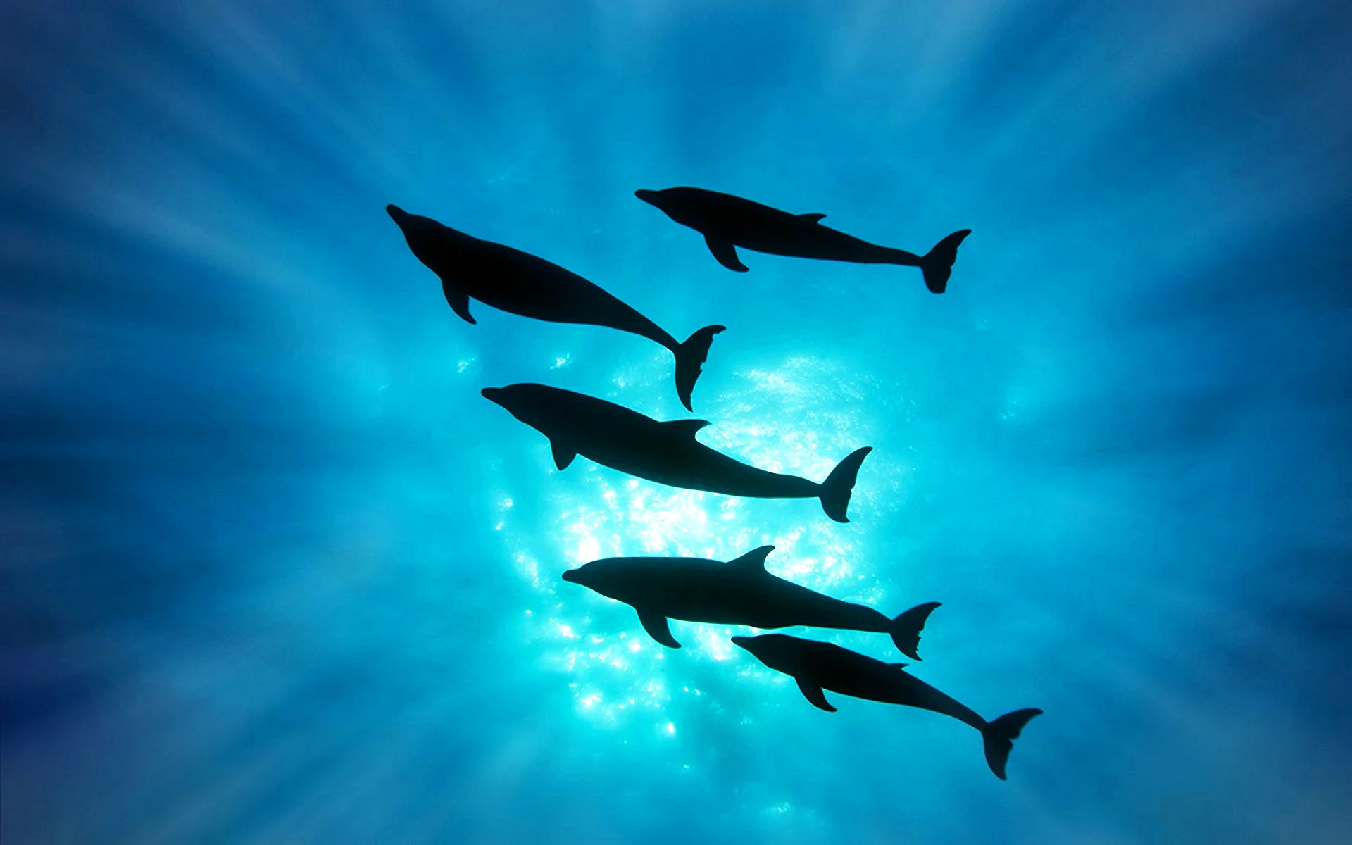 Sea Dolphin Wallpaper
